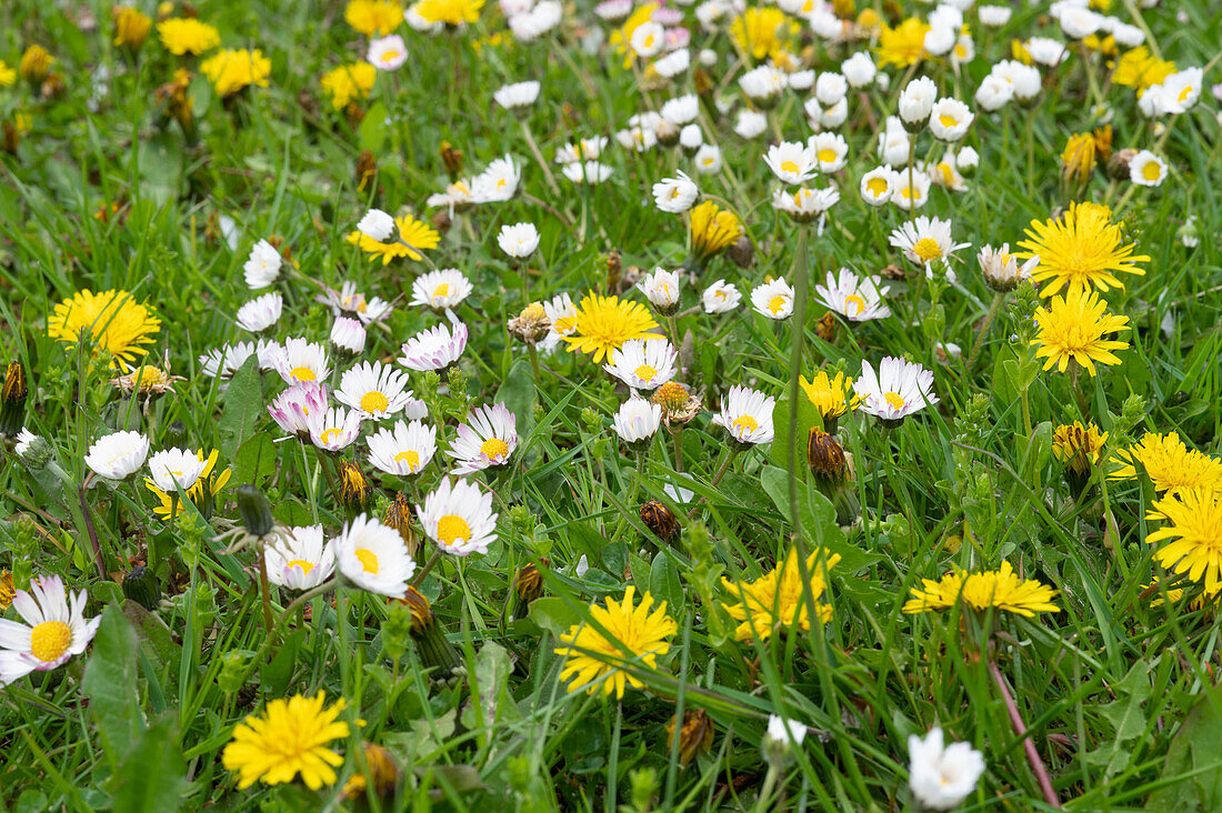 Meadow with daisies (Bellis perennis), dandelion (Taraxacum officinale)