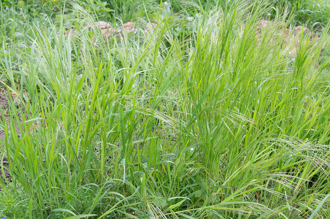 Foxtail barley (Hordeum jubatum)