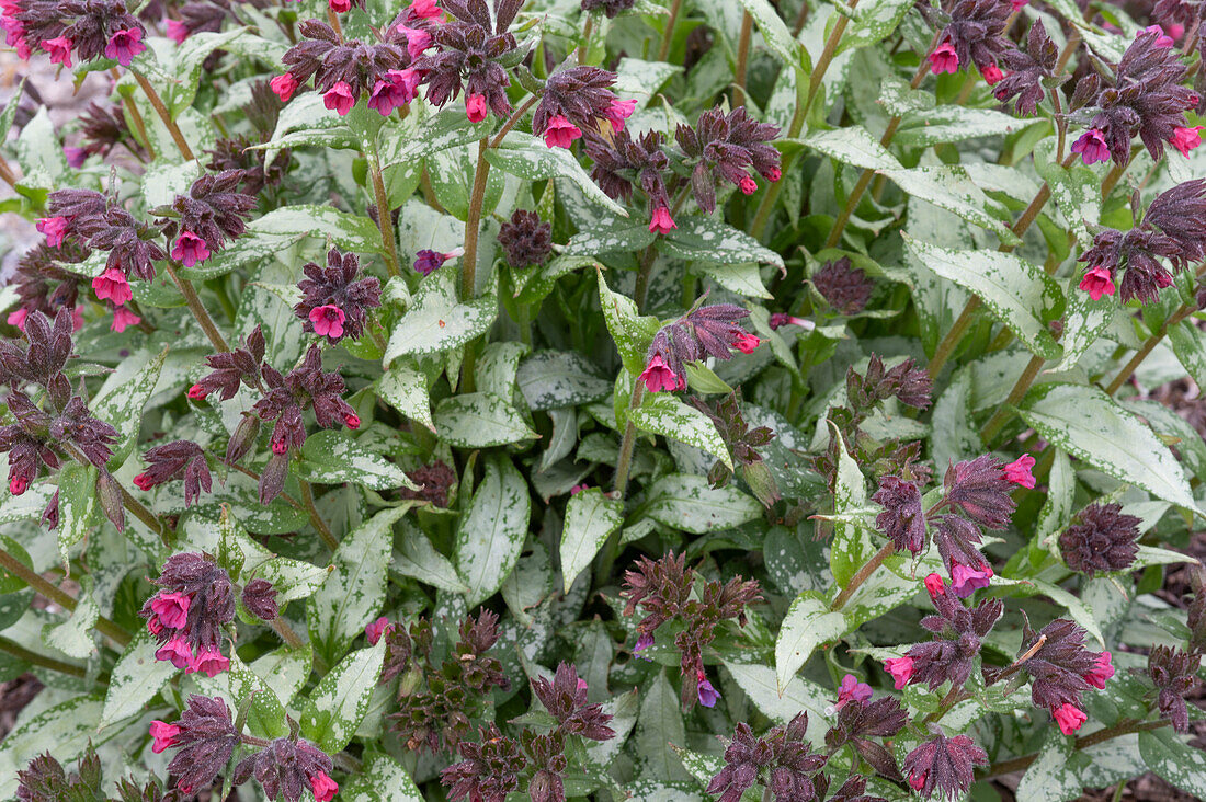 Lungwort (Pulmonaria officinalis) flowering