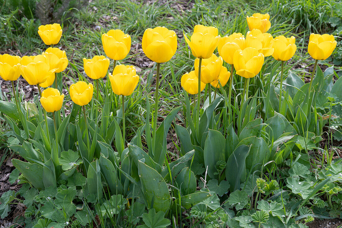 Tulip bed (Tulipa) 'Strong Gold', lady's mantles (Alchemilla)