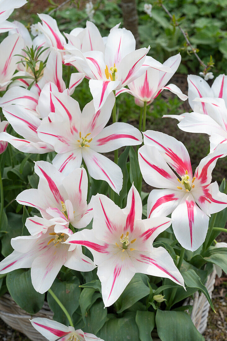 Tulip 'Marilyn' (Tulipa) flowering in the garden