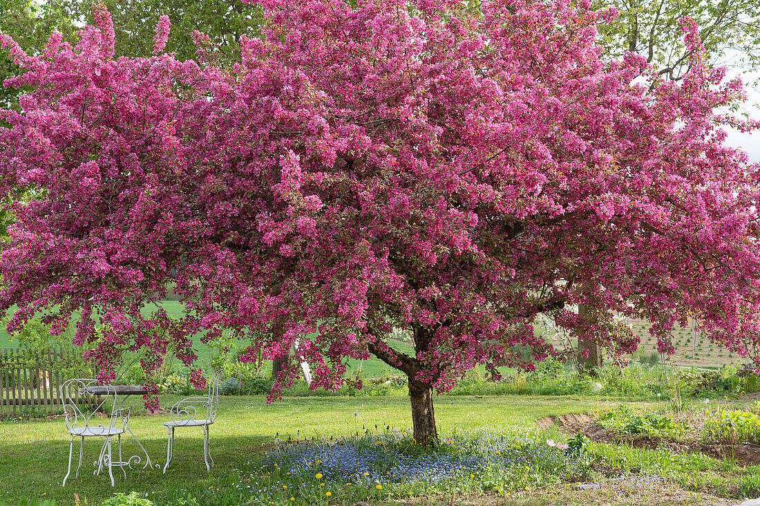 Blühender Zierapfelbaum (malus) im Garten