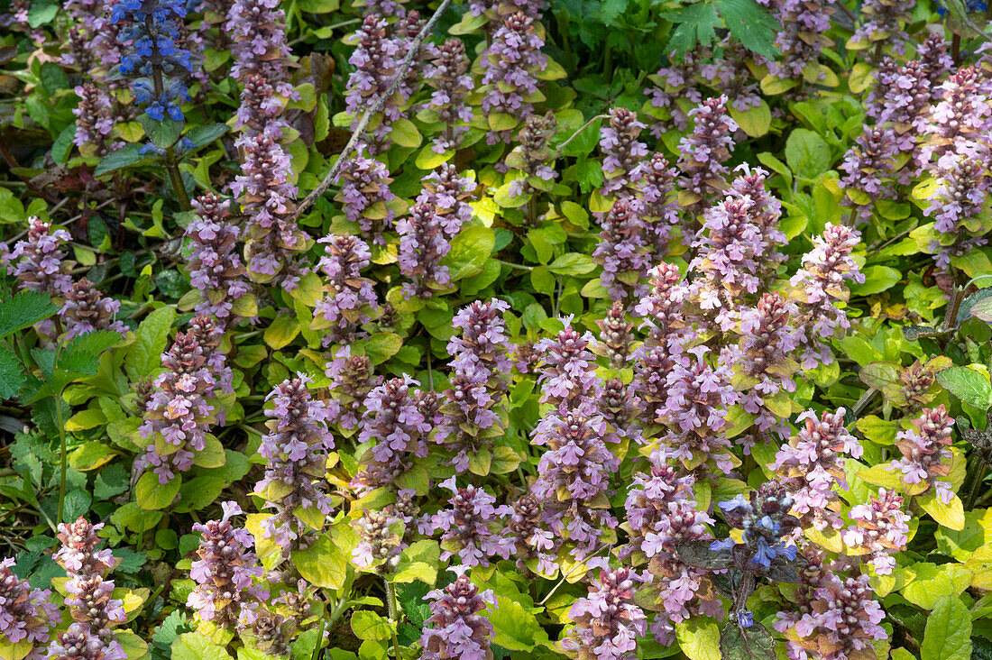 Kriechender Günsel (Ajuga reptans), rosa blühend im Beet