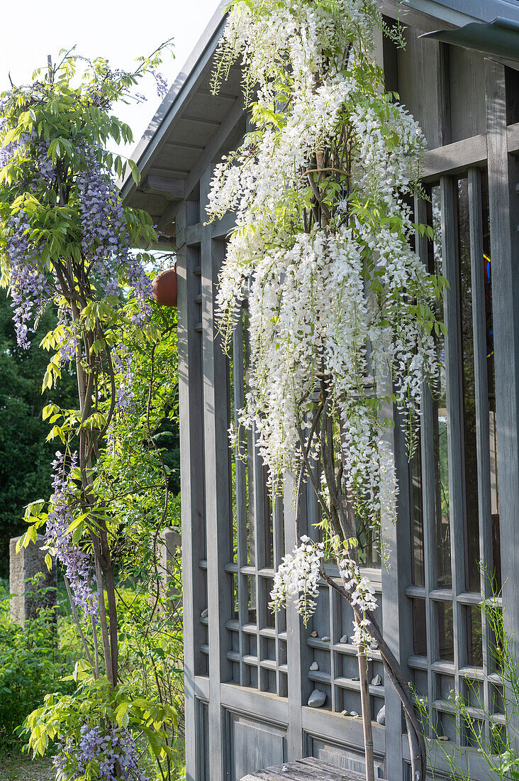 Chinese wisteria, (Wisteria sinensis, Wisteria) at garden house