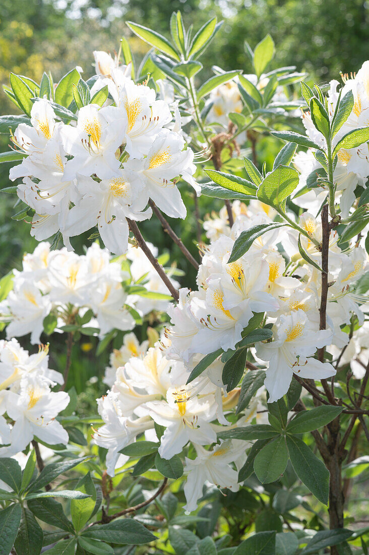 Azalee 'Knap Hill', Schneegold, (Azalea luteum), blühender Rhododendron