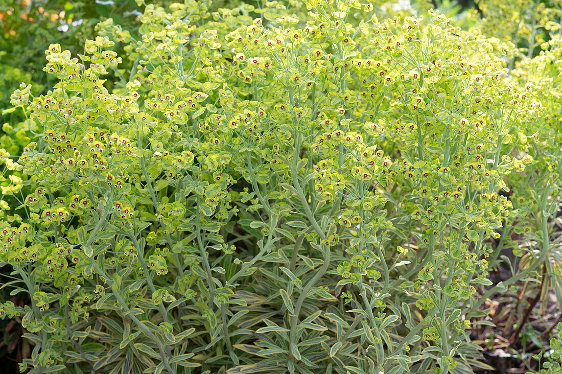 Spurge (Euphorbia), perennial in a border