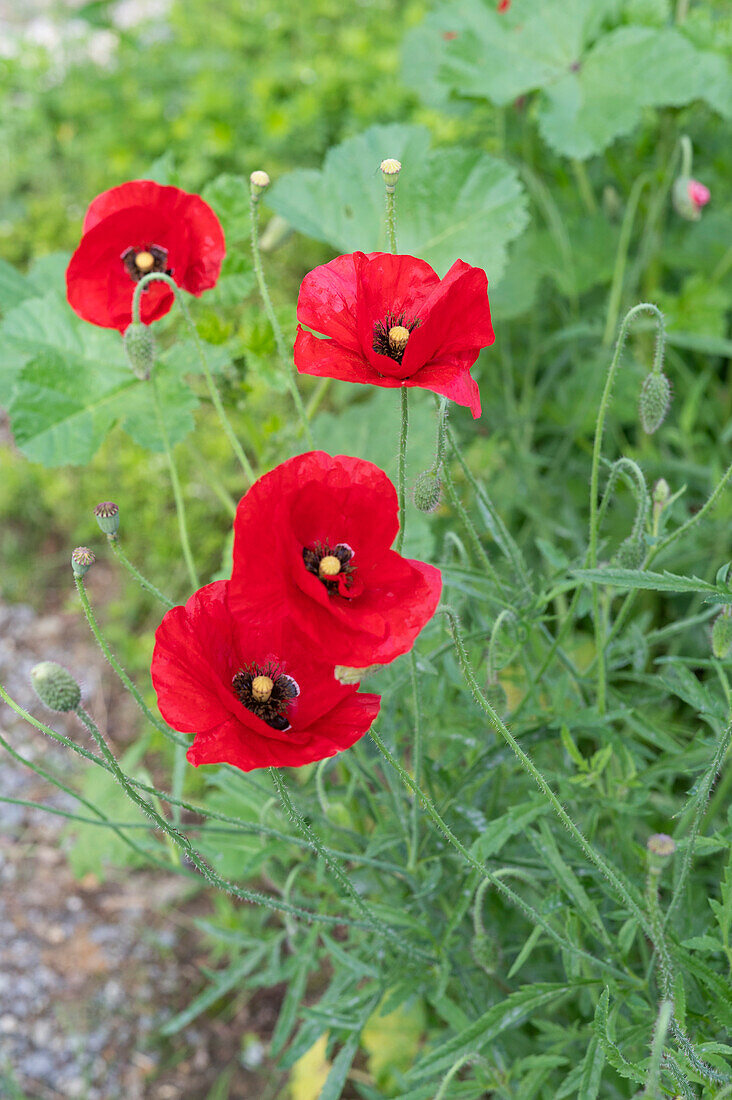 Flowering common poppy (Papaver rhoeas) in a bed