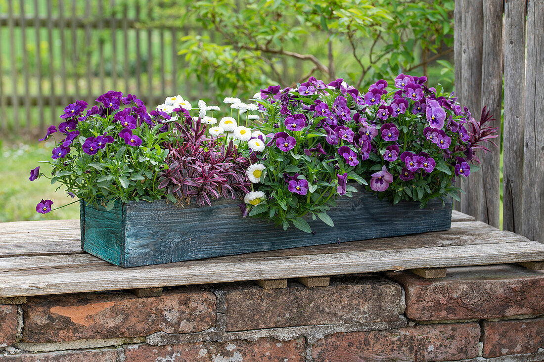 Horned violet (Viola cornuta), Bellis, hebe 'Magicolors' (Hebe) in a window box