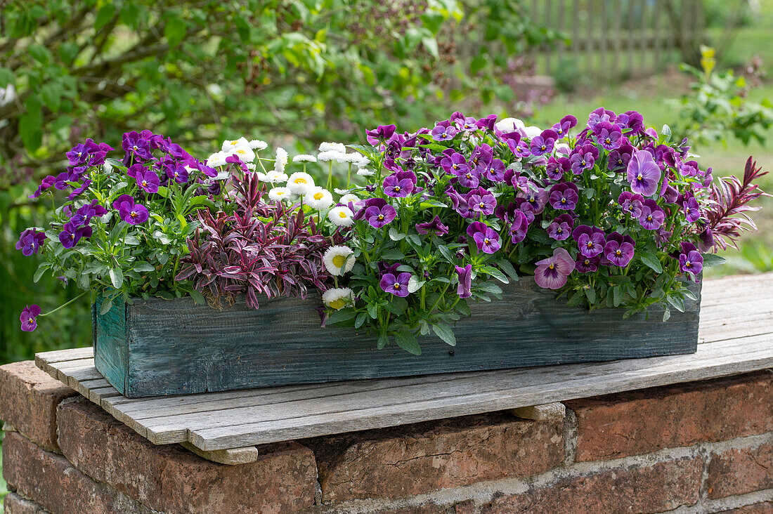 Hornveilchen (Viola cornuta), Bellis, Strauchveronika 'Magicolors' (Hebe) in Blumenkasten