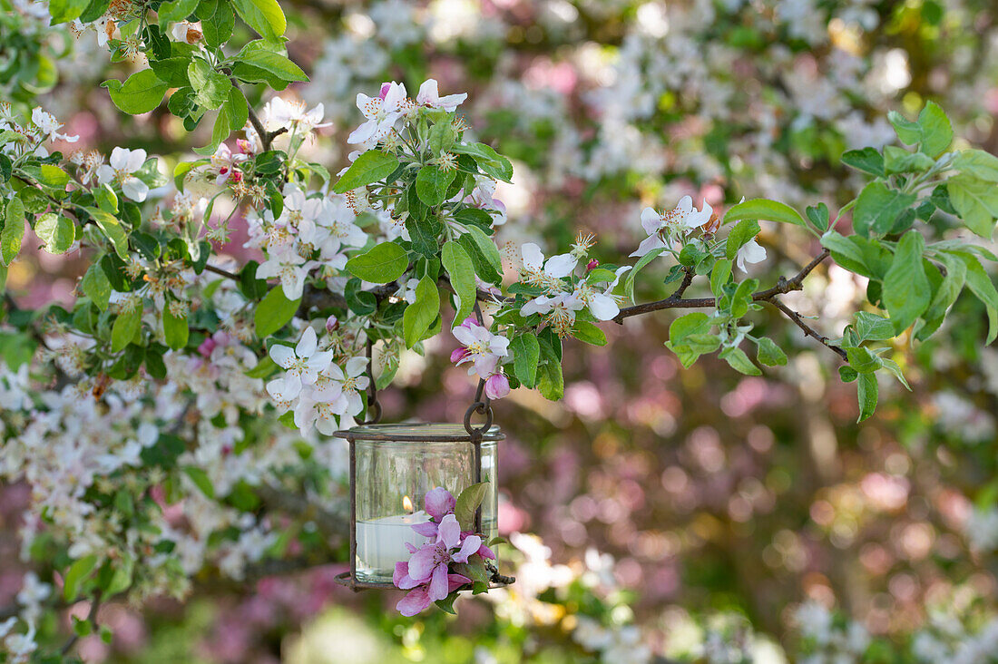 Lantern hanging from branch of flowering apple tree (Malus)