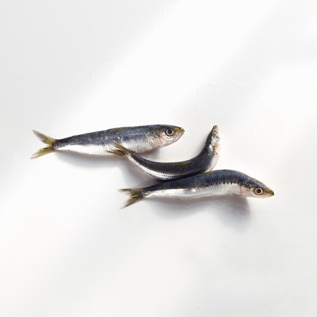 Three sardines on a white background