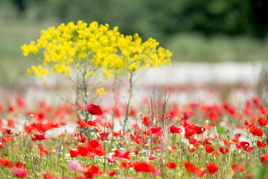 Feld mit Mohnblüten