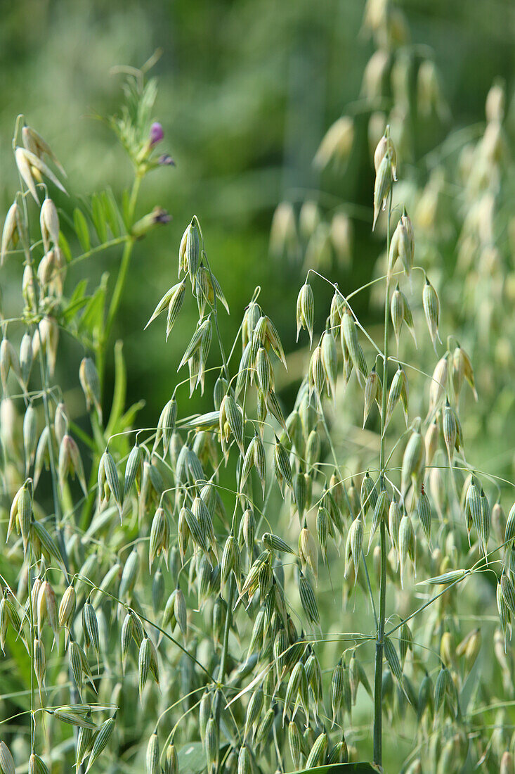 Oat field