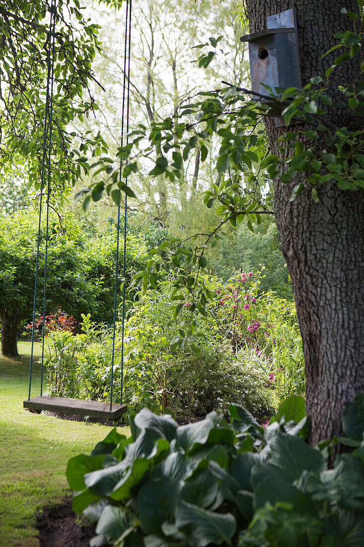 Schaukel am alten Baum im Garten, im Vordergrund Bergenie