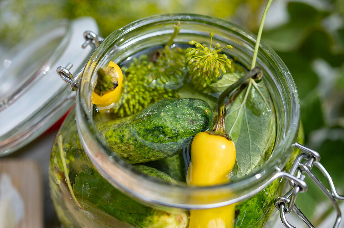 Quick pickled cucumbers with chilli, garlic and dill