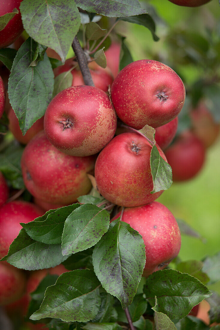 Red apples on the tree