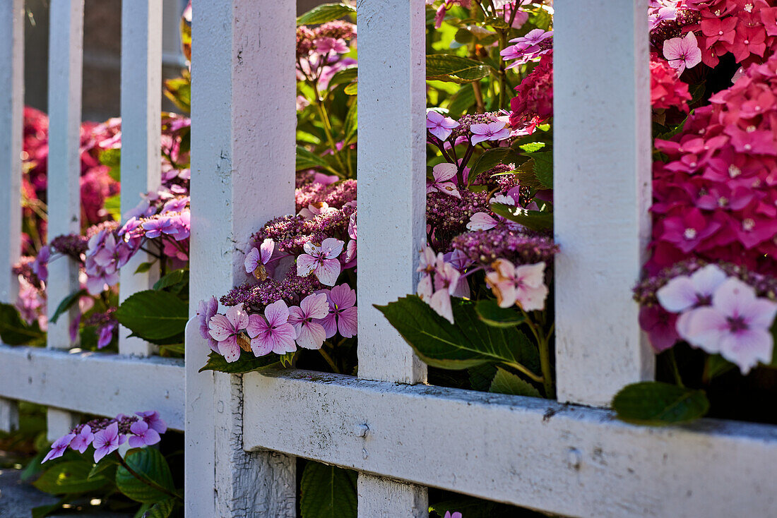 Blühende Hortensien am Zaun (Hydrangea)