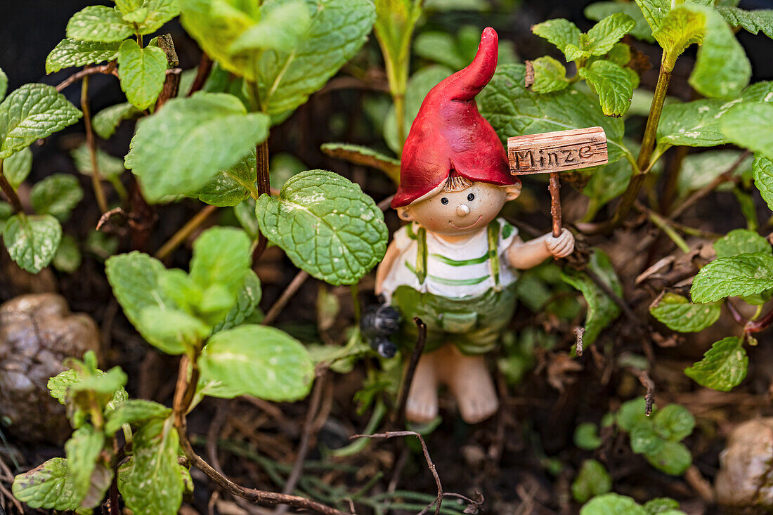 Spearmint (Mentha spicata) in a pot and a garden gnome with a mint sign
