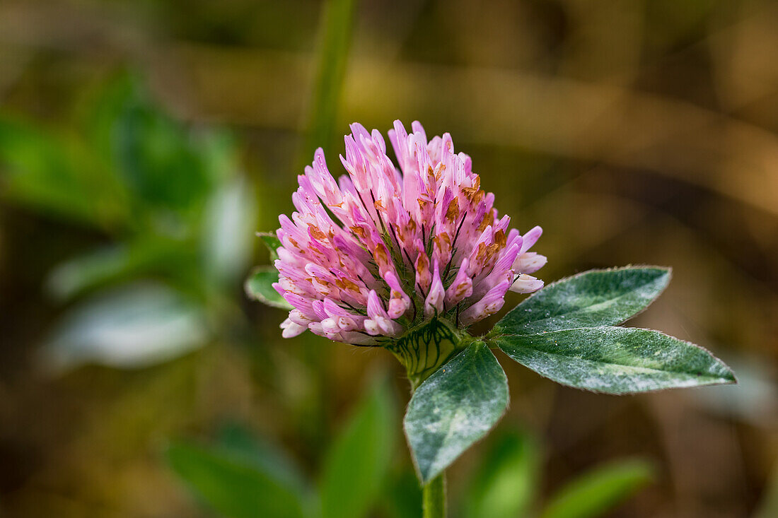Flower of red clover (Trifolium pratense)