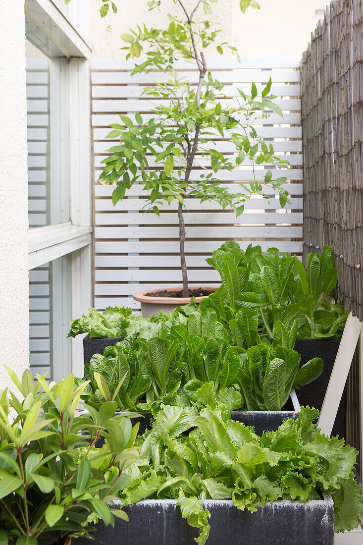 Plant boxes with lettuce on the terrace