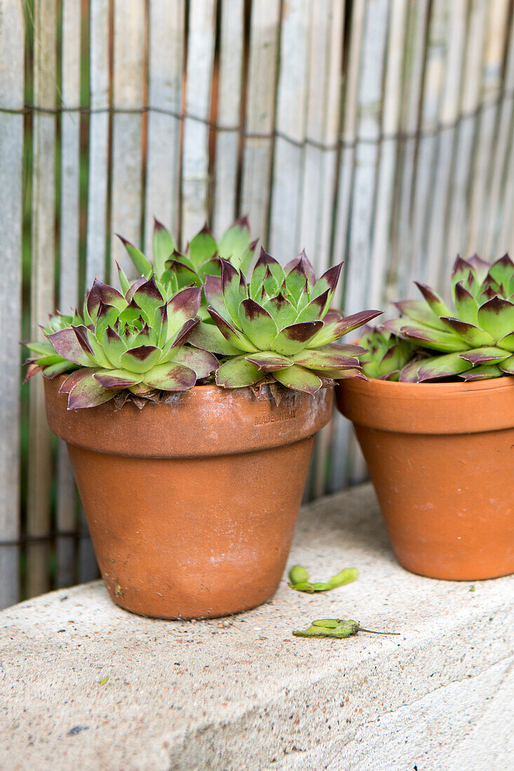 Houseleek in terracotta pots