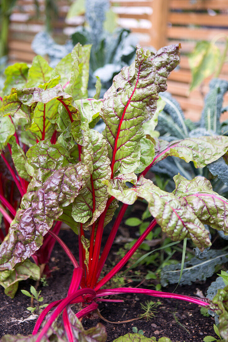 Mangold (Beta vulgaris) mit roten Stielen im Garten