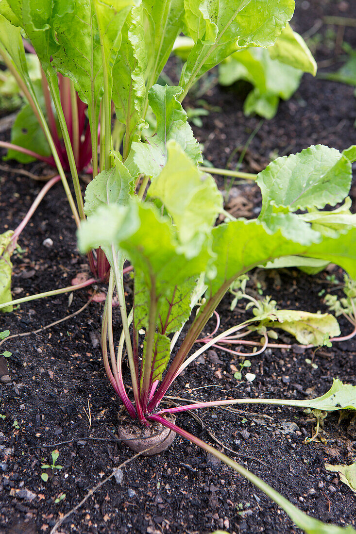 Rote Bete (Beta vulgaris) im Gartenbeet