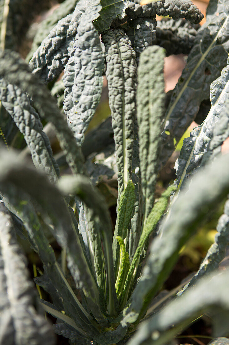 Palmkohl (Brassica oleracea var. palmifolia) im Gartenbeet