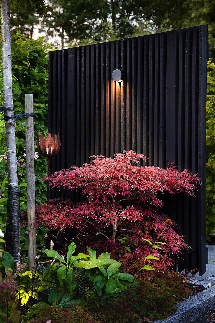 Illuminated Japanese maple in front of dividing screen in garden