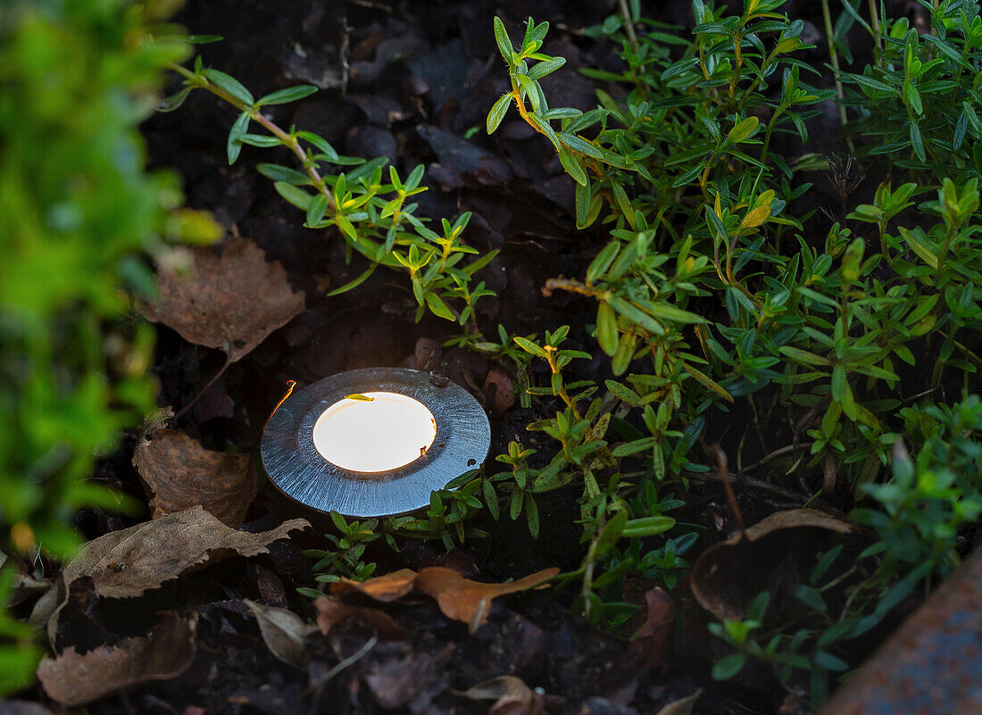 Kleiner Strahler im Garten