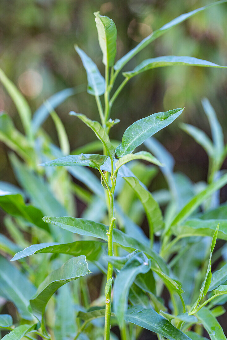 Water spinach (Asia)