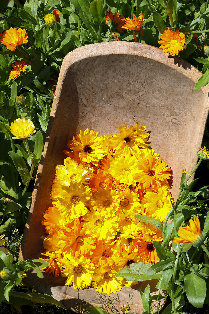 Harvested marigolds in a wooden bowl