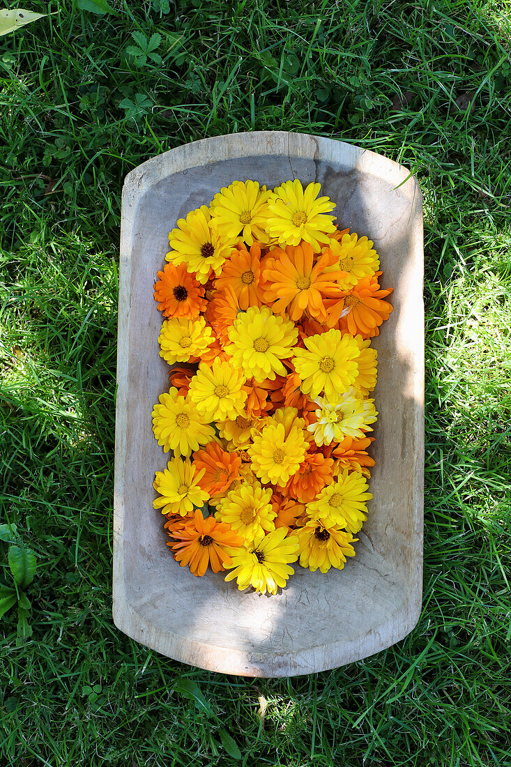 Harvested marigolds in a wooden bowl