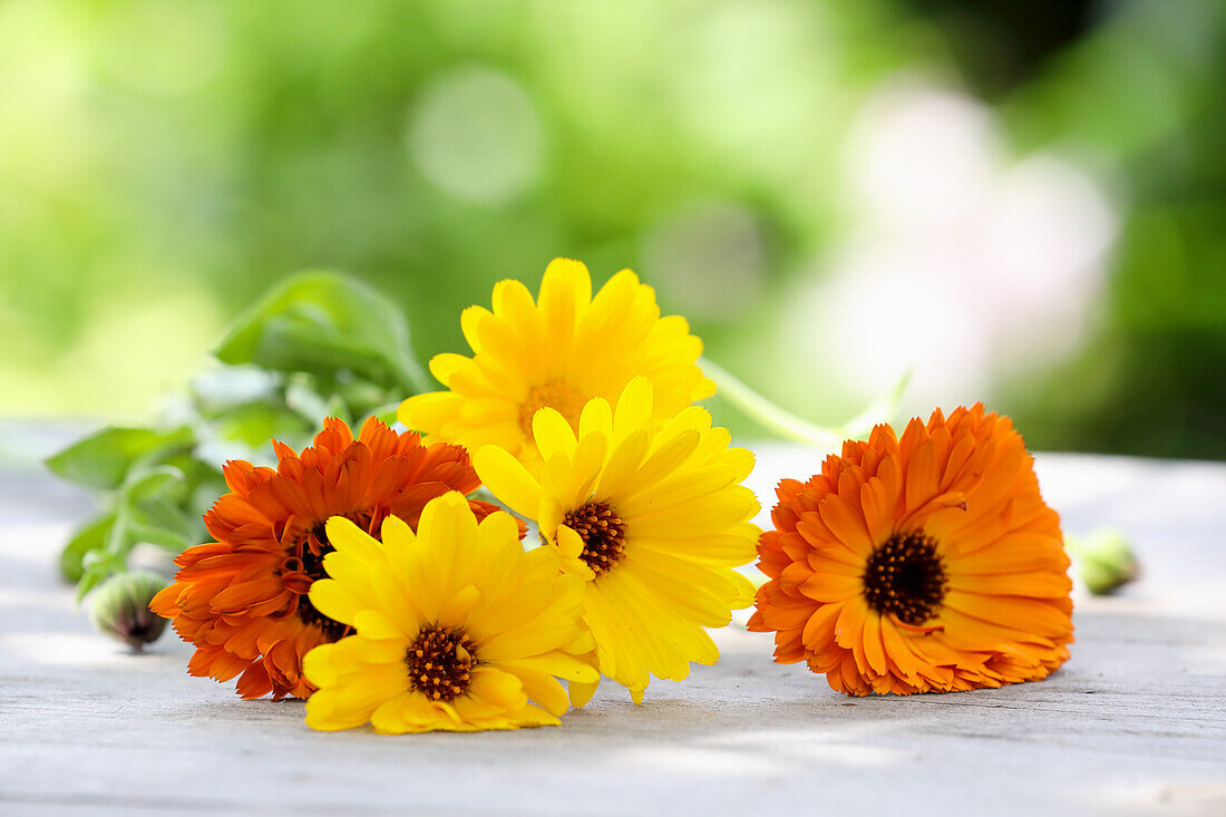 Pot marigolds