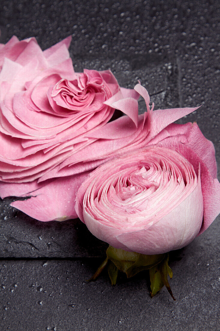 Rose blossoms, rose heads, single (Rosa)