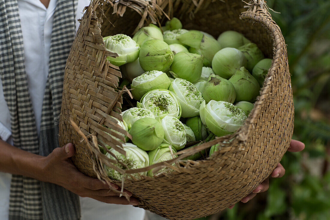 Hands holding a basket of lotus flowers (Cambodia)