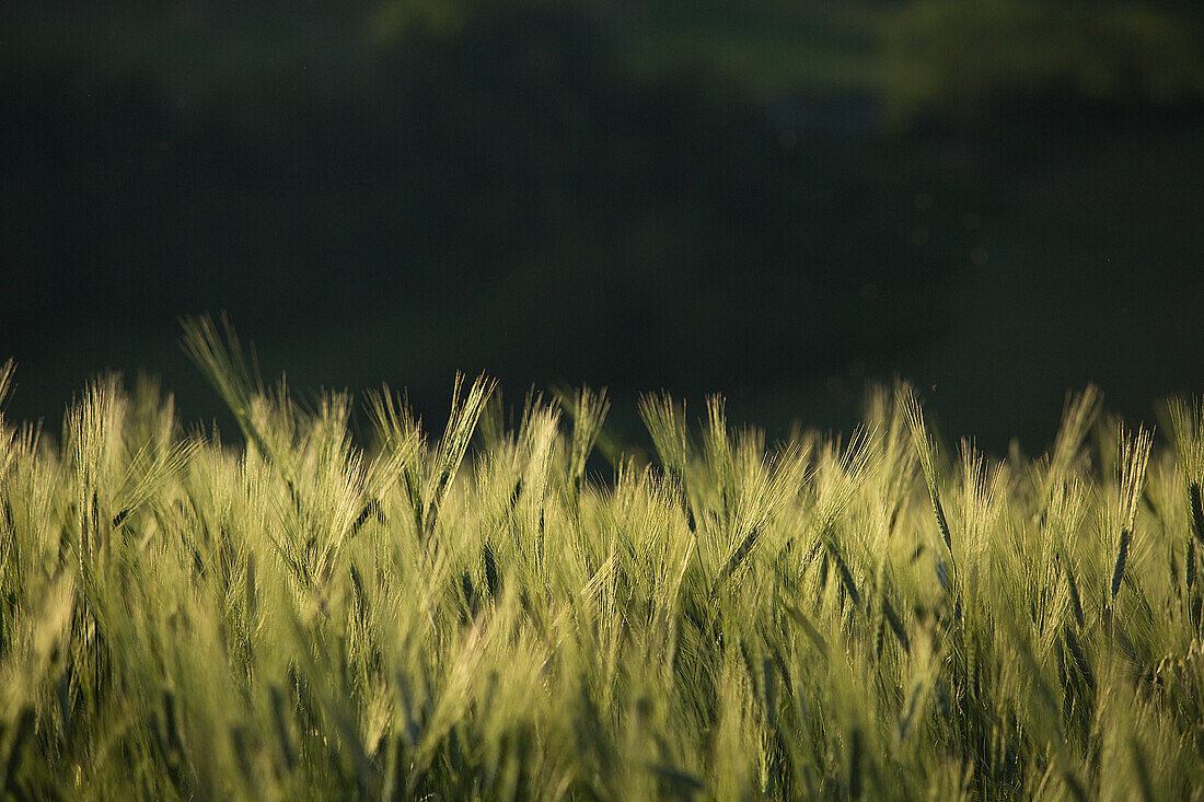 Wheat field in Italy
