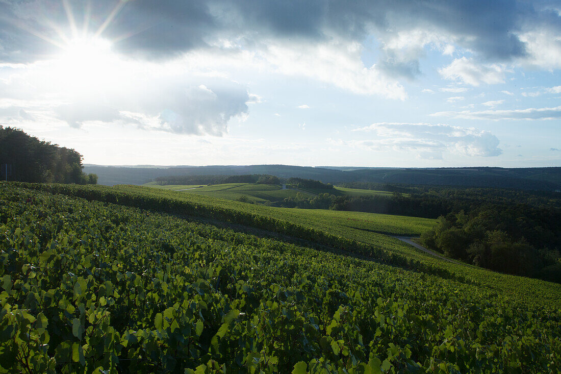 Weinberg, Champagne, Frankreich