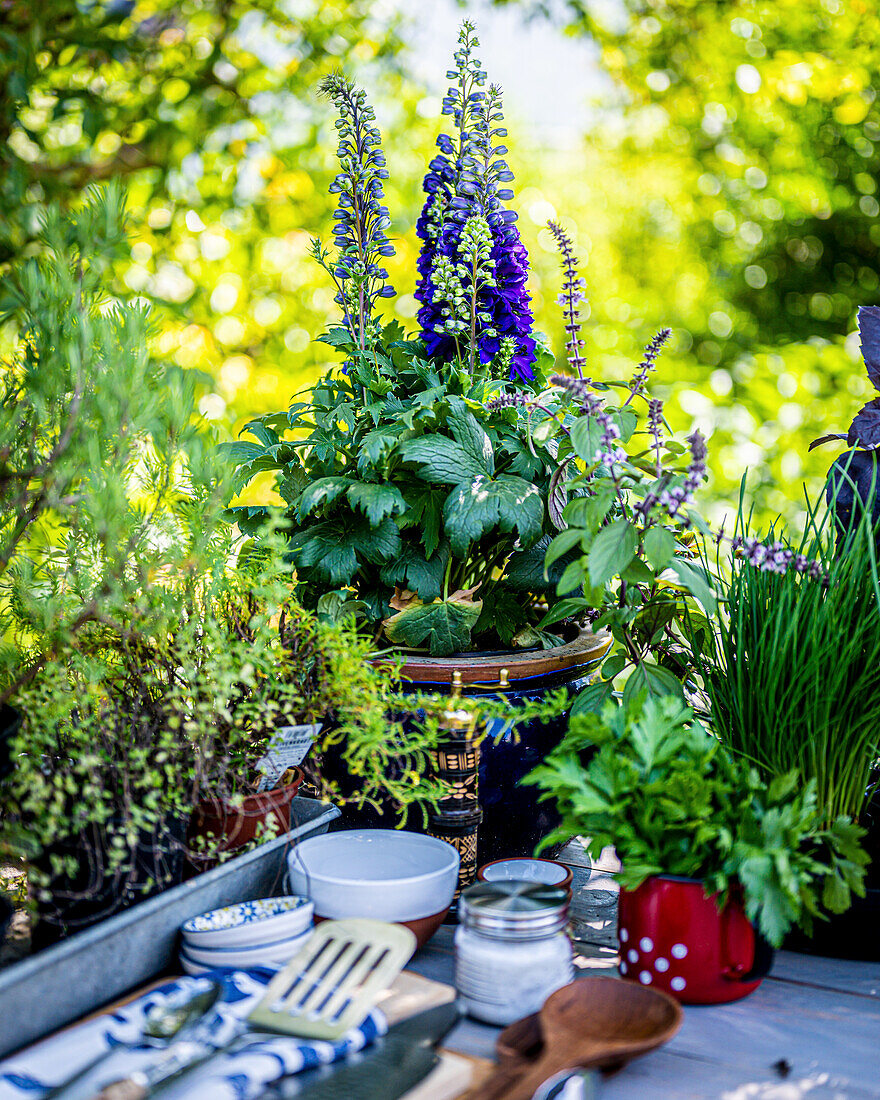 Rittersporn und Küchenkräuter im Garten