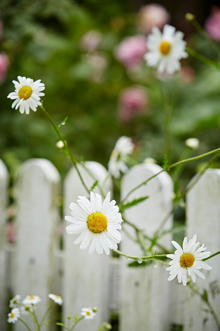Blühende Gänseblümchen vor Lattenzaun im Garten