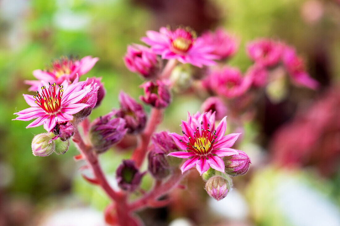 Flowering sempervivum or houseleek