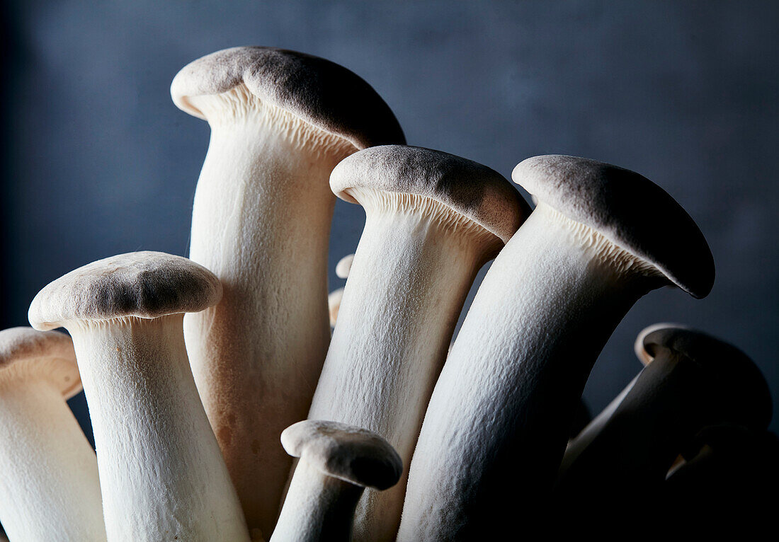 Close up of farmed King Oyster Mushroom