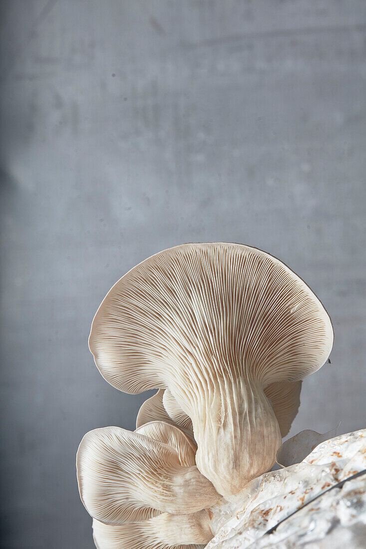 Close up of underside gills of farmed Oyster mushroom