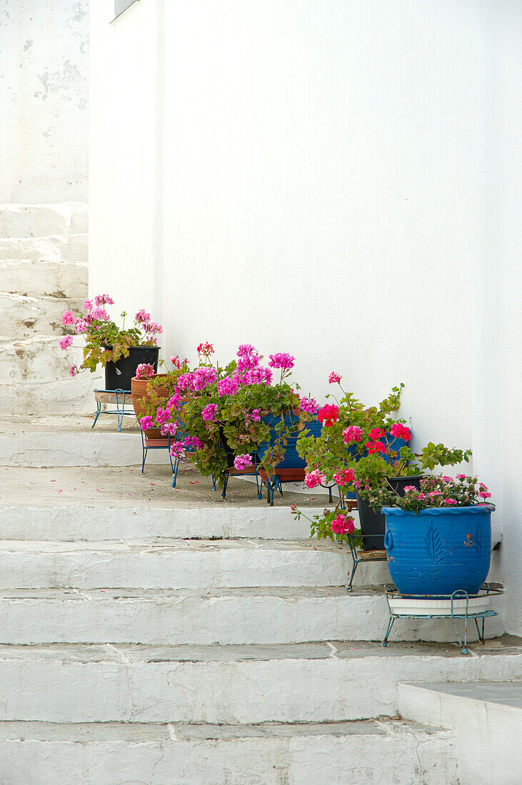 Blumenschmuck an weisser Mauer, Ort Artemonas, Insel Sifnos, Kykladen, Ägäis, Griechenland