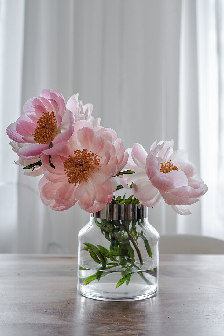 Glasvase mit rosa Pfingstrosen (Paeonia)