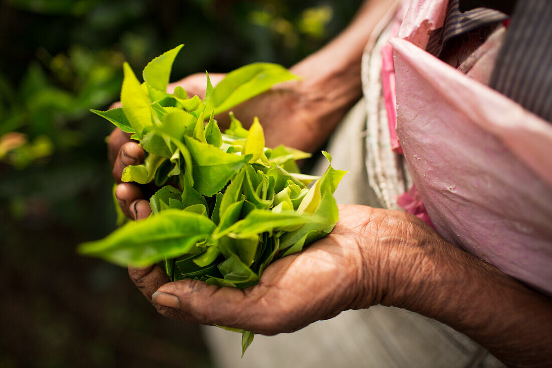 Hände halten frisch gepflückte Teeblätter (Sri Lanka)