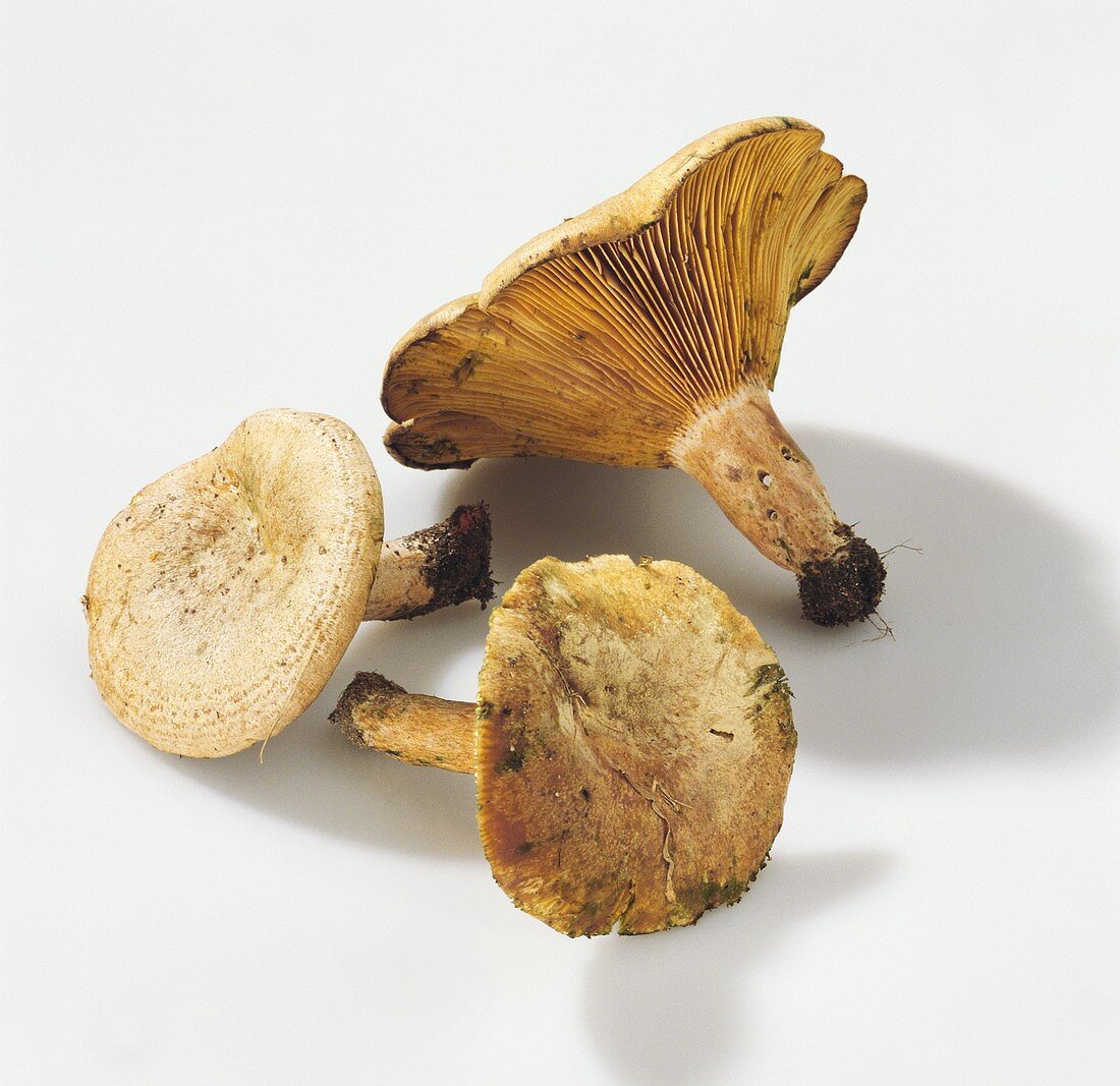 Mushrooms: three milk caps