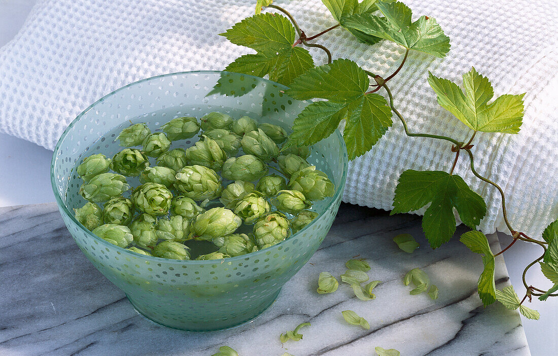 Water bowl with hops, with hop leaves and towels next to it