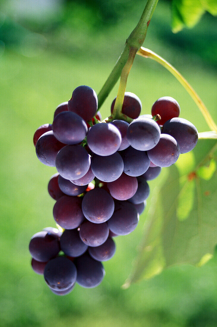 USA, California, Sonoma Valley, Bunch of red grapes