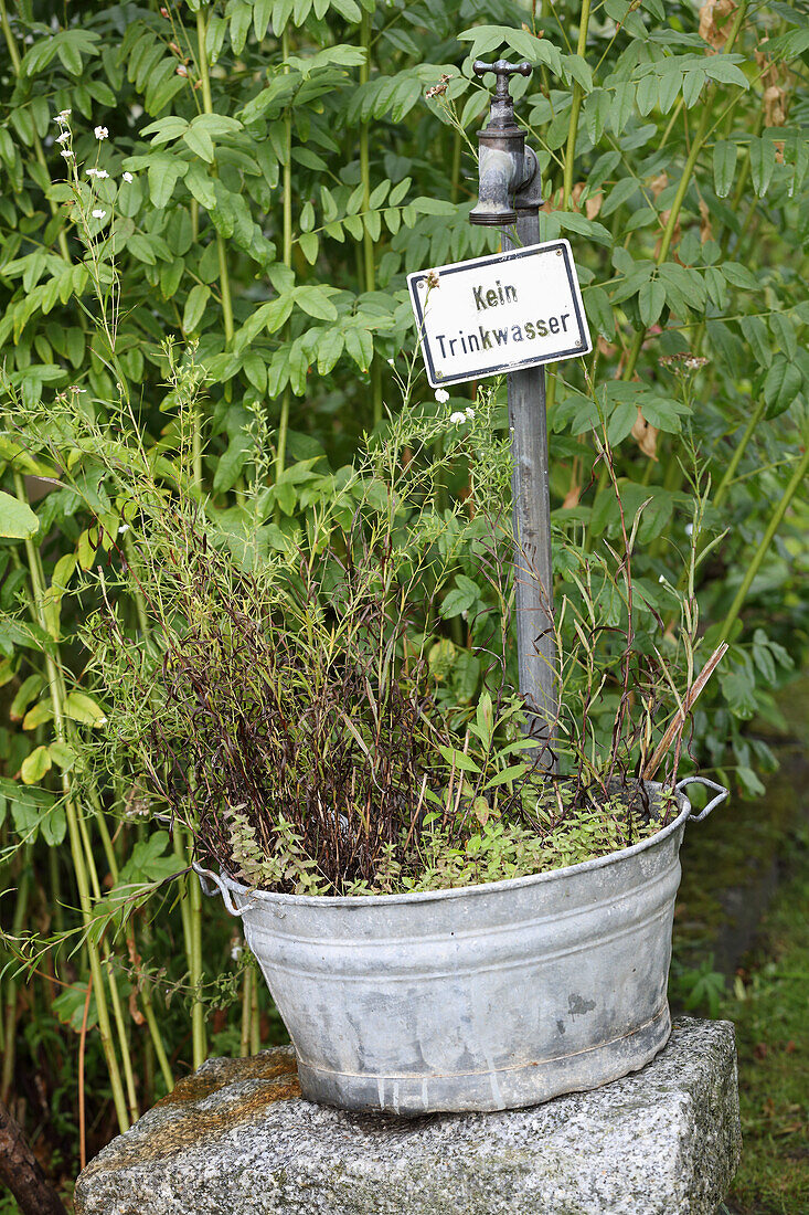 Old tap with 'not drinking water' sign above zinc tub full of herbs